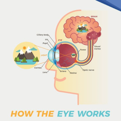 Eyes and Brain connection